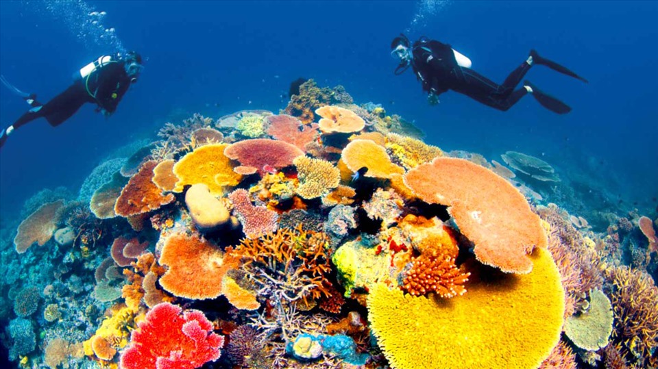 5 vùng biển ngắm san hô đẹp nhất ở Việt Nam
