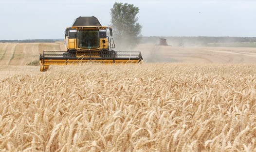 Ukraina là một trong những nước xuất khẩu ngũ cốc lớn trên thế giới. Ảnh: AFP