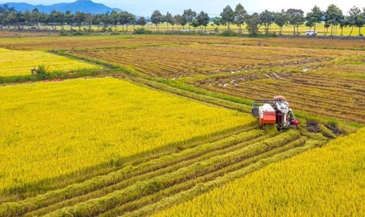 Một ruộng lúa ở khu vực Long Điền vào mùa thu hoạch. Ảnh: L.P