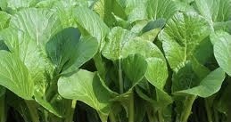 Nhiều rau xanh là điều cần thiết trong thực đơn mỗi bữa ăn của phụ nữ bước sang tuổi 30. Ảnh: ST