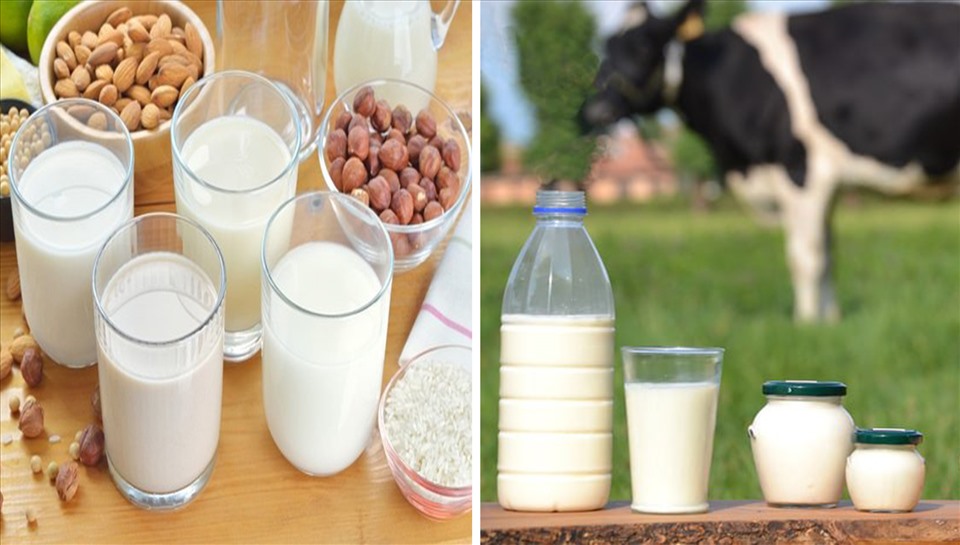 Nên uống sữa thực vật hay sữa bò?