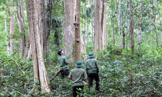 Nhiệm vụ chính của các công ty lâm nghiệp trên Tây Nguyên chủ yếu là tuần tra, bảo vệ rừng. Ảnh: Phan Tuấn