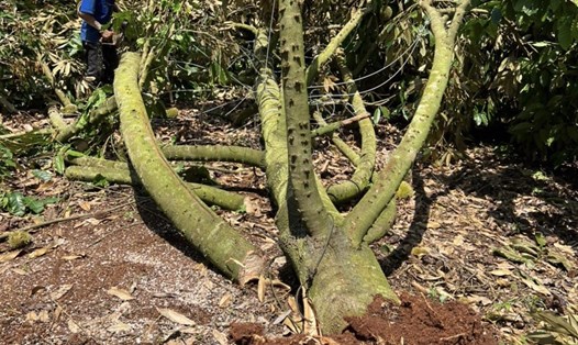 Nhiều cây sầu riêng ở huyện Krông Pắk bị gió lốc thổi bật gốc. Ảnh: M.C.