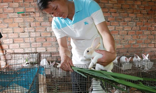 Nhiều nông dân ở xã Ea Tam đã phát triển mô hình chăn nuôi thỏ ngoại nhập. Ảnh: P.T.
