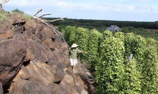 Những vườn cây hồ tiêu, cà phê xanh tốt trên những núi đá ở xã Nam Dong. Ảnh: Phan Tuấn