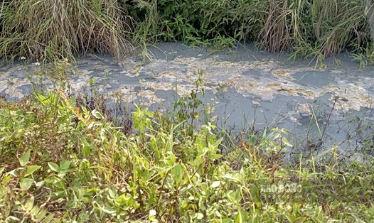Bãi Gyps rò rỉ nước thải khiến nhiều ao trên địa bàn xã Phú Nhuận, huyện Bảo Thắng xuất hiện tình trạng cá chết hàng loạt. Ảnh: CTV.
