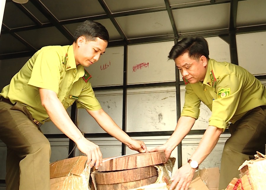Hà Giang: Thu giữ hơn 100 khúc gỗ nghiến dạng thớt lậu