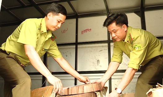 Lực lượng chức năng vừa thu giữ hơn 100 khúc gỗ nghiến vận chuyển trái phép tại Hà Giang. Ảnh: BHG