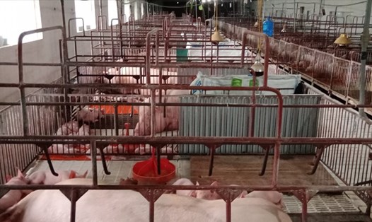 Giá lợn hơi tăng sẽ giảm tình trạng thua lỗ của người chăn nuôi. Ảnh: Vũ Long