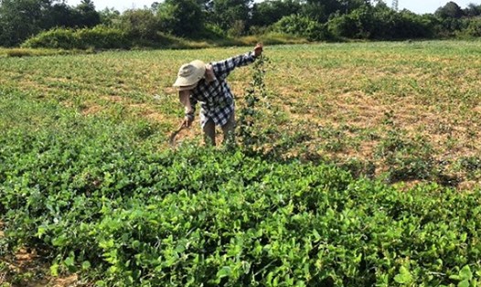 Trồng cây dược liệu kim tiền thảo giúp nông dân xã Cẩm Vịnh có thu nhập cao hơn nhiều lần so với trồng lúa. Ảnh: TT.