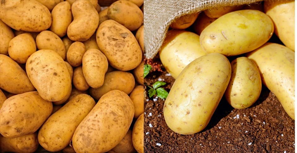Khoai tây luôn chứa nhiều chất dinh dưỡng và có tác dụng trẻ hóa làn da của bạn. Ảnh: Doãn Hằng
