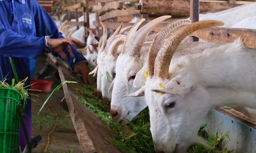 Mô hình nuôi dê lấy sữa tại trang trại của nông dân Hậu Giang