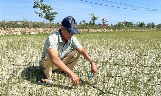 Nhiều nông dân rầu rĩ khi thấy cây lúa ngày càng yếu ớt vì thiếu nước.