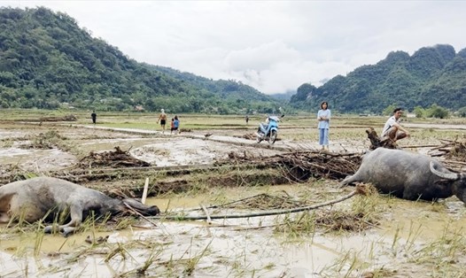 Mưa lớn kéo dài hàng giờ gây thiệt hại nặng nề về nông nghiệp trên địa bàn huyện Lâm Bình (Tuyên Quang). Ảnh: Đức Sơn