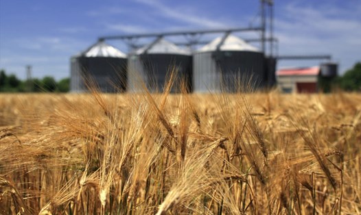 G7 không ngăn chặn việc cung cấp tự do các sản phẩm lương thực, kể cả xuất khẩu từ Nga. Ảnh: World Grain