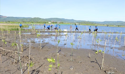 Phát động trồng rừng ngập mặn tại thắng cảnh quốc gia Đầm Ô Loan.