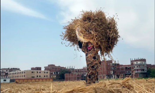 Nông dân vác bó lúa mì trong một trang trại ở tỉnh al-Sharqia, Ai Cập. Ảnh chụp màn hình
