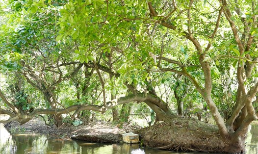 Tọa lạc giữa làng quê thanh bình, rừng lộc vừng (hay người dân vẫn thường gọi là cây mưng) tại Phú Thọ hiện có hàng trăm cây to lớn như cây cổ thụ.