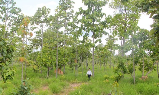 Hơn 4.700 ha rừng chờ chuyển đổi sang nông nghiệp tại khu vực hồ thủy lợi Ia Mor đang tái sinh rất tốt. Ảnh Phan Tuấn