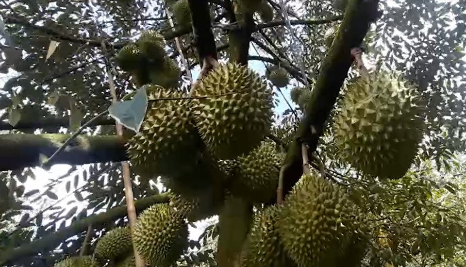 Sầu riêng trĩu quả, nhà vườn kém vui vì “được mùa rớt giá”. Ảnh: Sỹ Linh