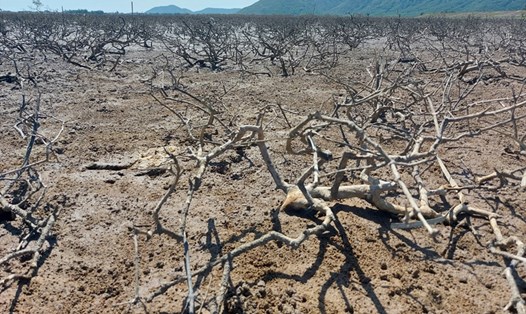 Rừng ngập mặn chết khô ở xã Kỳ Hà. Ảnh: TT.