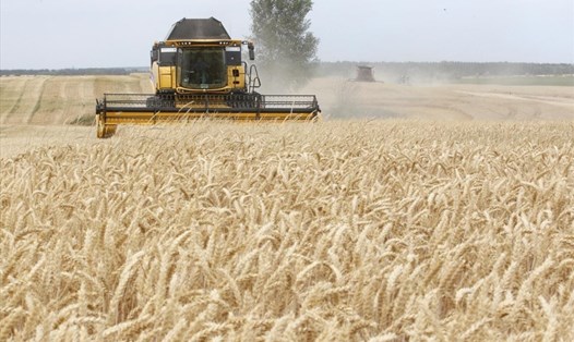 Ukraina là mắt xích chính trong chuỗi lương thực toàn cầu. Ảnh: AFP