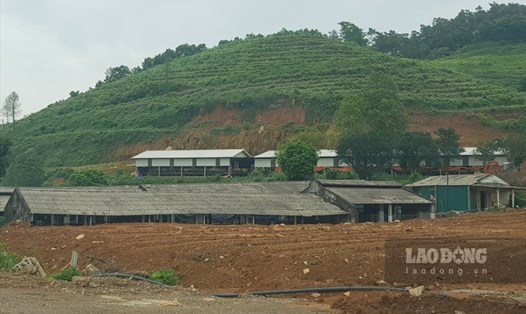 Trang trại chăn nuôi lợn của bà Nguyễn Thị Quý được xây dựng trái phép trên đất rừng sản xuất tại xã Phú Long, huyện Nho Quan, Ninh Bình. Ảnh: NT