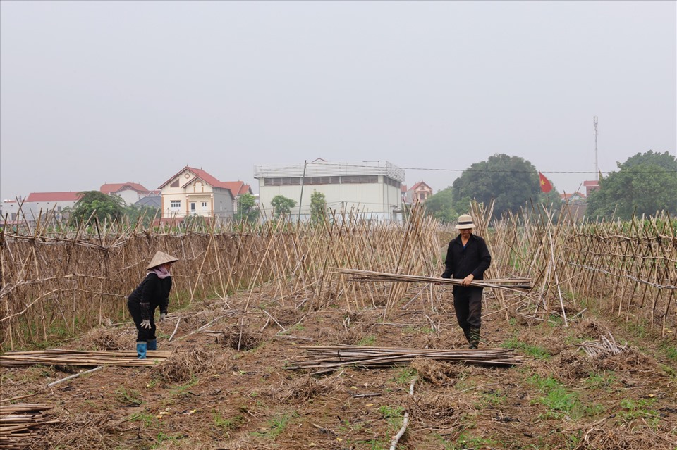 Vựa rau Mê Linh thiệt hại nặng sau mưa lớn, thị trường đẩy giá tăng cao