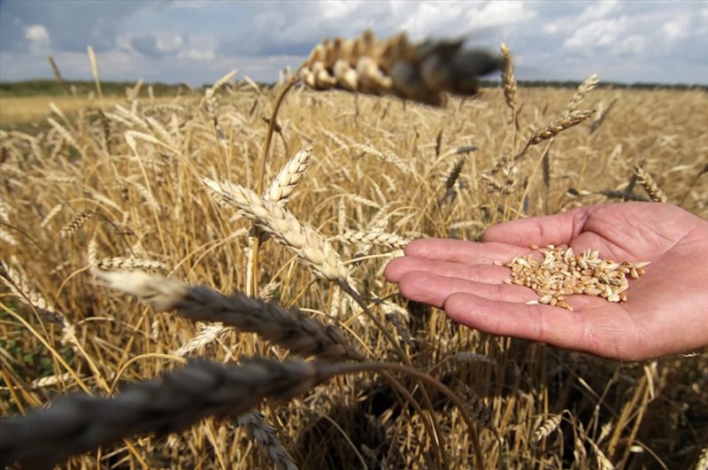 Russian agricultural official explains how to solve world hunger