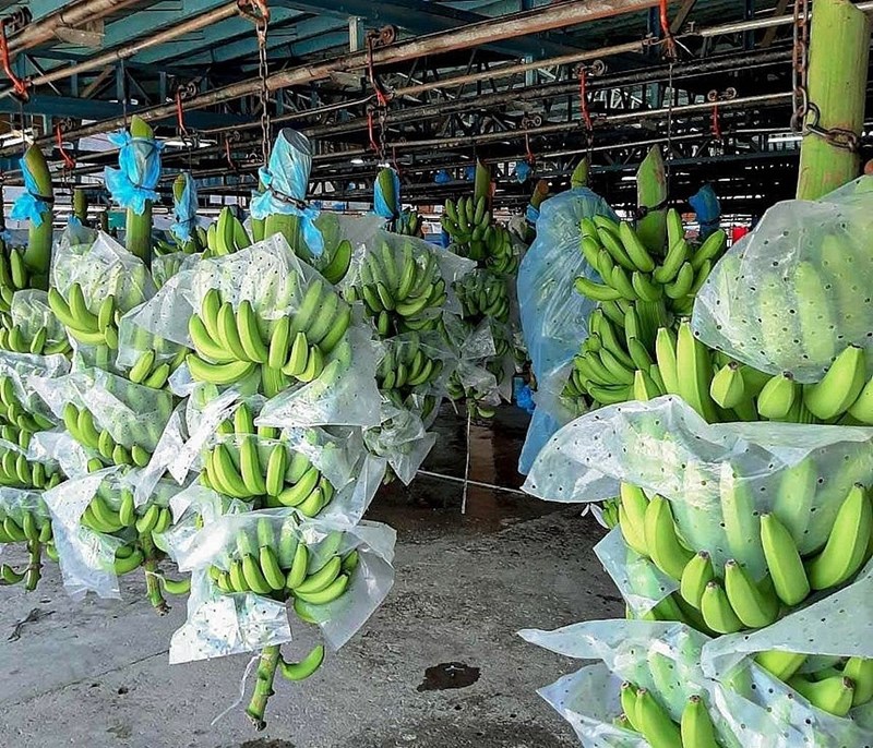 Nguyên nhân xuất khẩu chuối của Việt Nam sang Trung Quốc tăng vọt