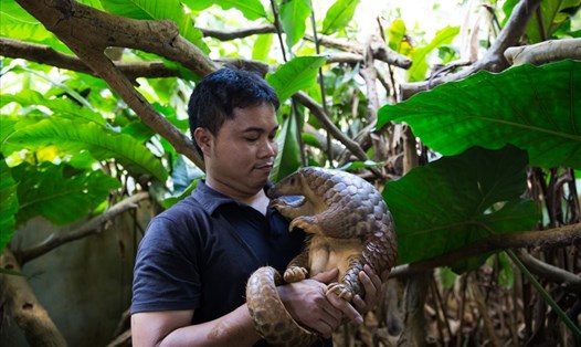 Anh Nguyễn Văn Thái dành hết tâm sức cho công tác bảo tồn động vật hoang dã tại Việt Nam. Ảnh: SVW