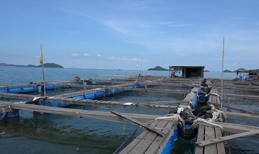 Nghề nuôi cá lồng bè ở các vùng biển của Kiên Giang mang lại thu nhập khá cho người dân. Ảnh: PV