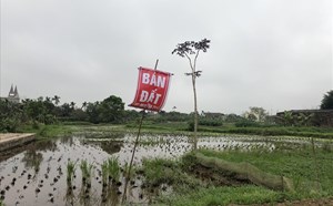 Cảnh báo sập bẫy việc rao bán nhà đất, chung cư ảo