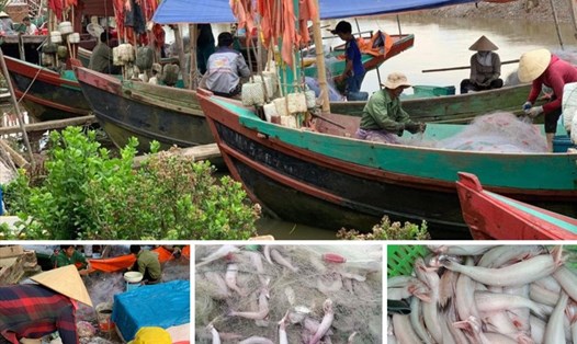 Ngư dân thôn Đông Biên Nam (xã Nam Hồng, huyện Tiền Hải, tỉnh Thái Bình) trúng đậm cá khoai lưới. Ảnh: T.D