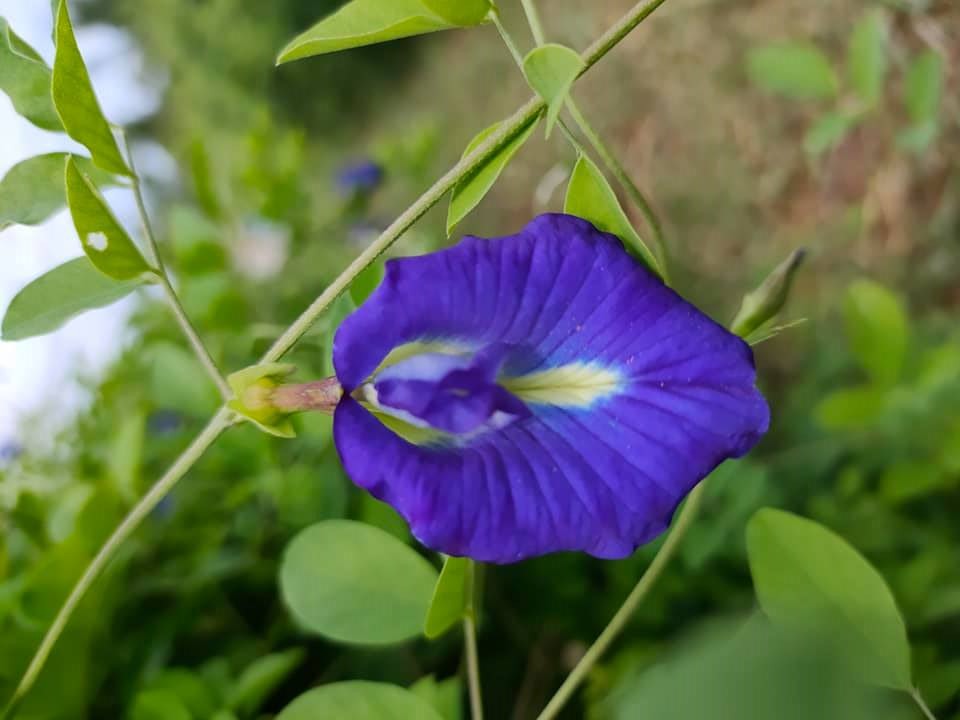 Hoa đậu biếc có thể pha trà, làm mỹ phẩm. Ảnh: Doãn Hằng