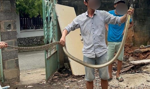 Con trai ông C. bắt con rắn hổ chúa dài hơn 2m khi ông bị cắn vào tay. Ảnh: Xuân Mai
