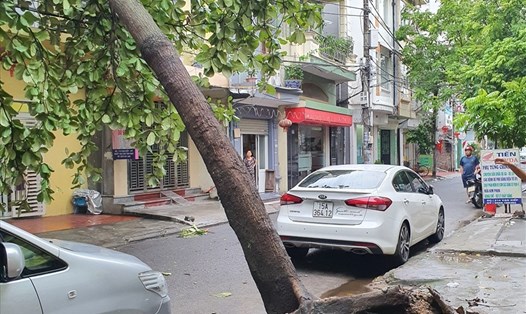 Cây xanh gẫy đổ trên phố Vạn Kiếp (quận Hồng Bàng) trong cơn bão số 1 Chaba. Ảnh: Mai Chi