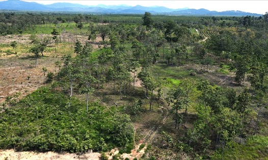 Diện tích rừng tái sinh ở Gia Lai phát triển tốt nhưng thường bị xâm hại, lấn chiếm đất. Hình minh họa