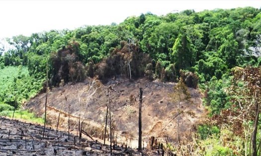 Rừng tự nhiên bị đốt phá để làm nương tạ xã Vĩnh Sơn, huyện Vĩnh Thạnh (Bình Định).