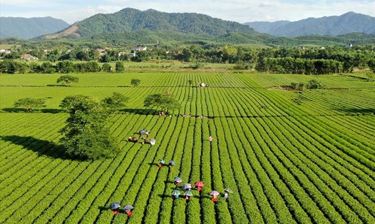 Từ trung tâm thị trấn Phố Châu, huyện Hương Sơn lên đến xã Sơn Kim 2 (giáp biên giới nước bạn Lào) khoảng 25-30km. Tại cánh đồng chè nơi đây, du khách được hòa mình trong phong cảnh thiên nhiên đẹp như tranh.