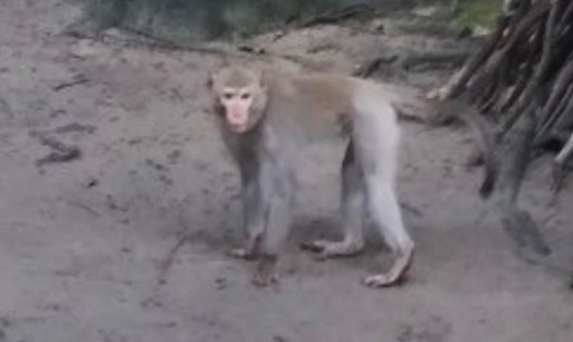 Một trong hai con khỉ xuất hiện ở ấp 2A, xã Hoà Phú, Củ Chi. Ảnh: Người dân cung cấp