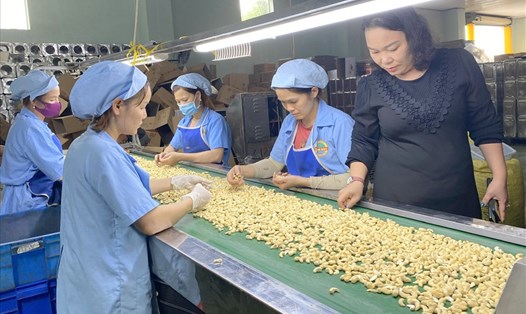 Hạt điều là một trong những loại nông sản xuất khẩu chủ lực ở tỉnh Đắk Nông. Ảnh: Phan Tuấn