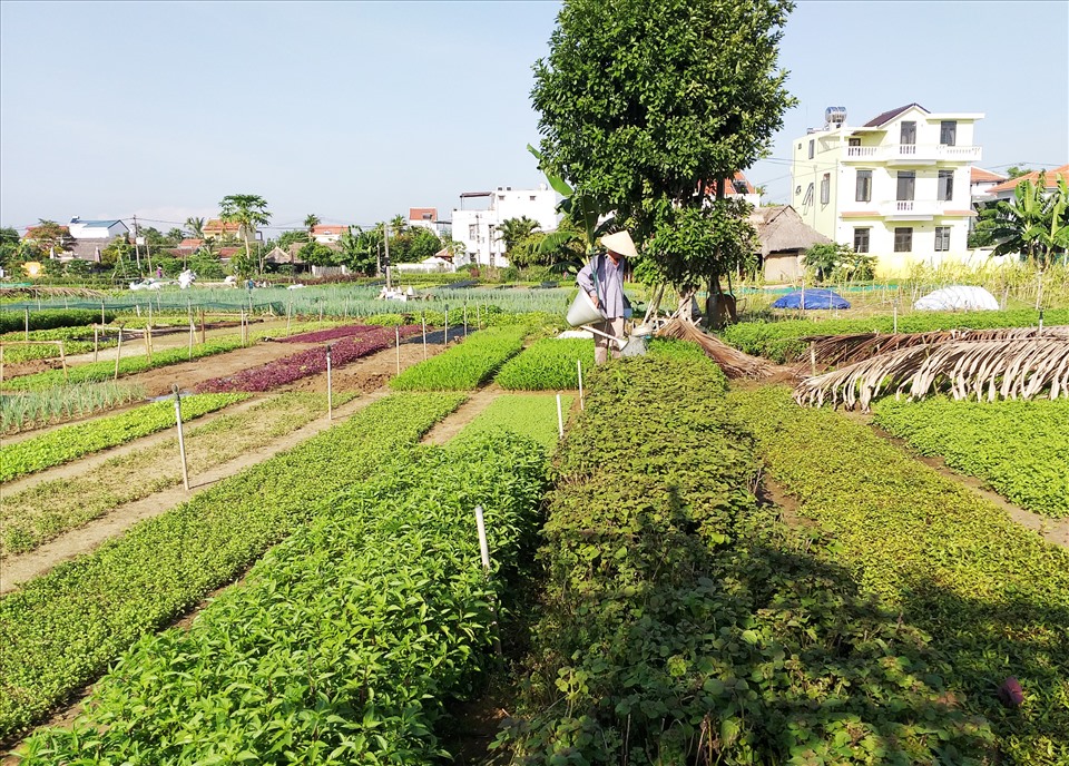 Nghề trồng rau Trà Quế đón danh hiệu di sản văn hoá phi vật thể quốc gia