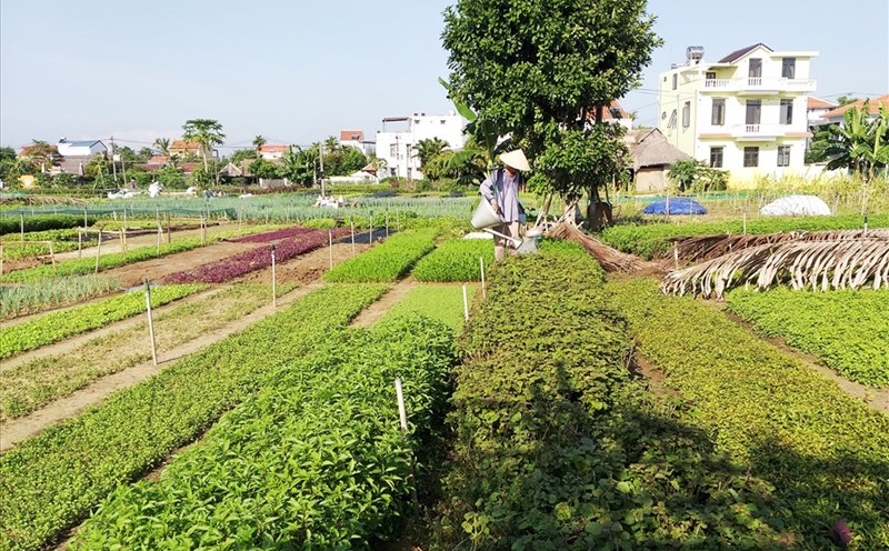 Nghề trồng rau Trà Quế đón danh hiệu di sản văn hoá phi vật thể quốc gia