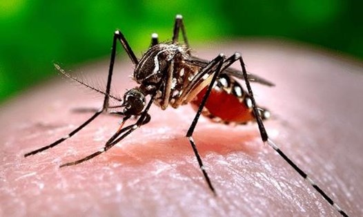 Muỗi vằn Aedes aegypti truyền bệnh sốt xuất huyết. Ảnh; CDC