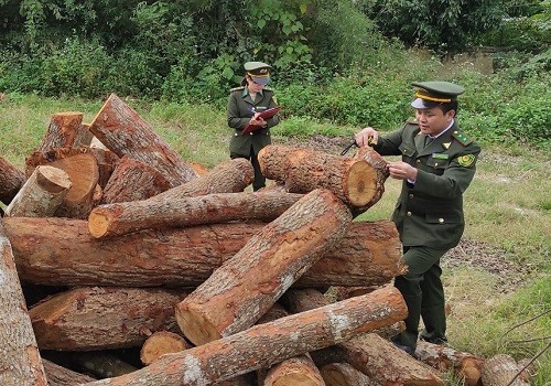 Thu giữ gần 6 vạn khối gỗ khai thác trái phép ở Cao Bằng