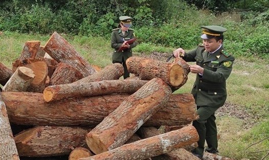 Khối lượng gỗ khai thác trái phép bị lực lượng chức năng thu giữ. Ảnh: BCB.