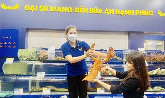Con tôm hùm vàng cam cực hiếm, lần đầu tiên xuất hiện tại Việt Nam. Ảnh: NVCC