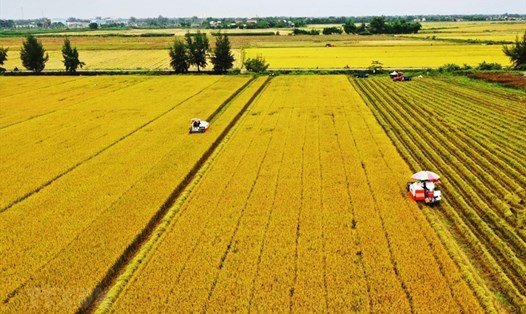 Giá gạo xuất khẩu của Việt Nam đang cao nhất trong 4 nước xuất khẩu gạo truyền thống. Ảnh: TL