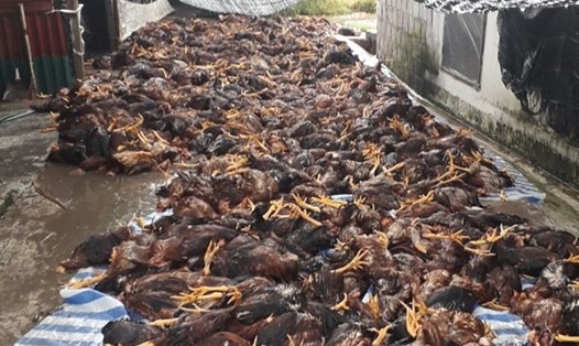 Gần 6.000 con gà bị chết sau trận dông sét rạng sáng 21.7 tại Hải Dương